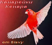Канарейки Канарейки