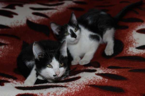 Котята в добрые руки! Котята в добрые руки!