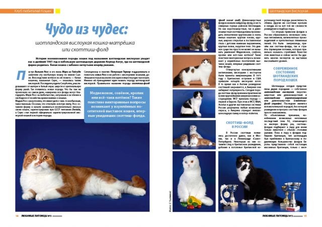 шотландские вислоухие и страйты ( скоттиш-фолд )(scottish-fold)