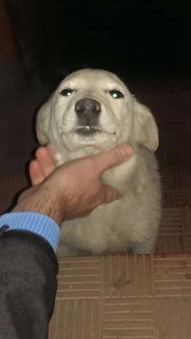 Щенок Ненси ищет хозяина!!!!!!!!!!!!!!! Щенок Ненси ищет хозяина!!!!!!!!!!!!!!!