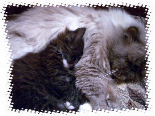 Лучший мой подарочек - это ты! Персидский котенок. Лучший мой подарочек - это ты! Персидский котенок.