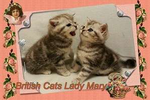 Британские мраморные котята Британские мраморные котята
