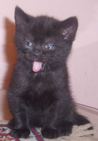 Британcкие котята. Британcкие котята.