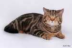 Мраморный шотландский кот (скоттиш-страйт) вязка