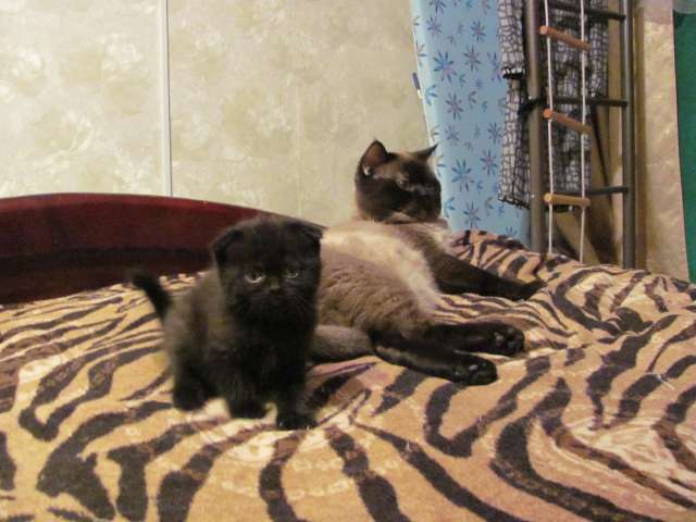 Шотландские котята Шотландские котята