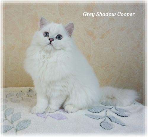 Британский котенок Купер, окраса шиншилла-пойнт Британский котенок Купер, окраса шиншилла-пойнт