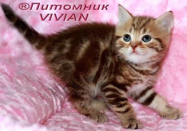 Британские котята шоколадный мрамор из питомника VIVIAN Британские котята шоколадный мрамор из питомника VIVIAN