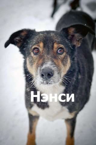 Ищет дом Нэнси - замечательная, ласковая собака Ищет дом Нэнси - замечательная, ласковая собака