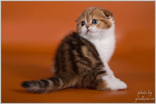 Шотландские котята Шотландские котята