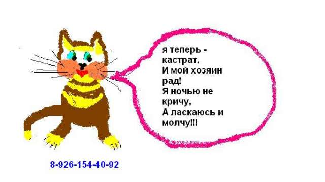 Кастрация котов недорого на дому, г. Москва Кастрация котов недорого на дому, г. Москва