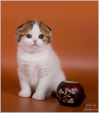 Шотландские котята Шотландские котята