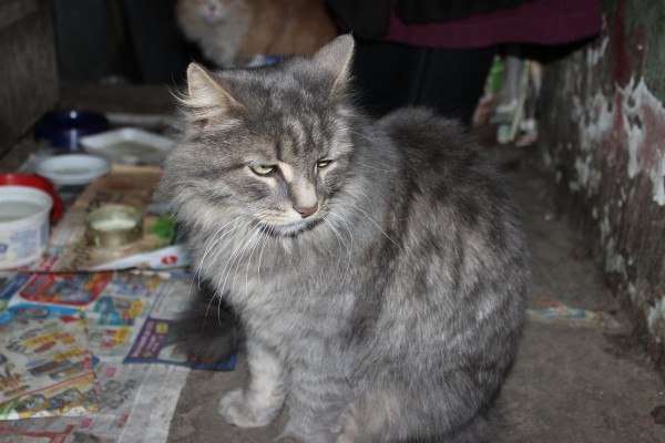 Серенькая молоденькая кошечка в добрые руки! Серенькая молоденькая кошечка в добрые руки!