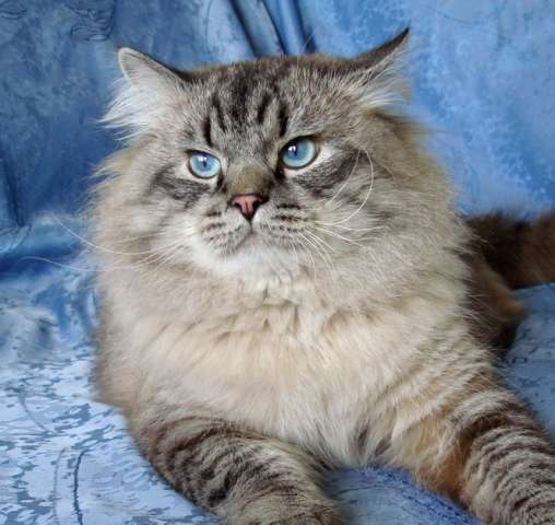 Приглашаю на вязку кошечку Приглашаю на вязку кошечку