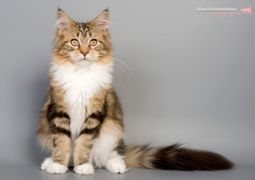 цвергшнауцера щенки черный с серебром цвергшнауцера щенки черный с серебром