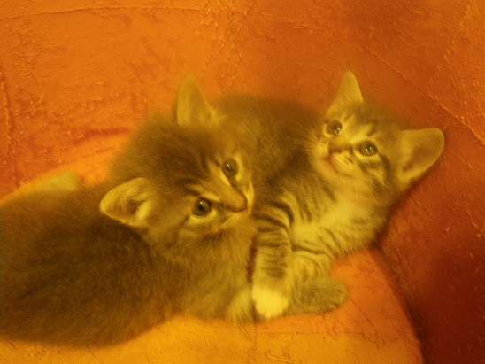 Очаровательные котята ждут любящих хозяев Очаровательные котята ждут любящих хозяев