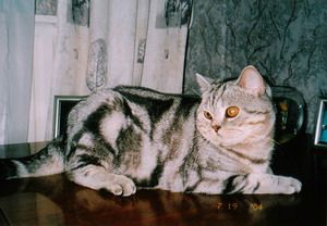 Британский кот Британский кот