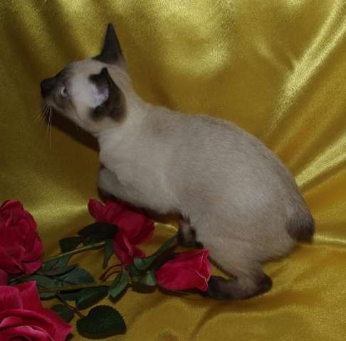 Котята породы меконгский бобтейл Котята породы меконгский бобтейл