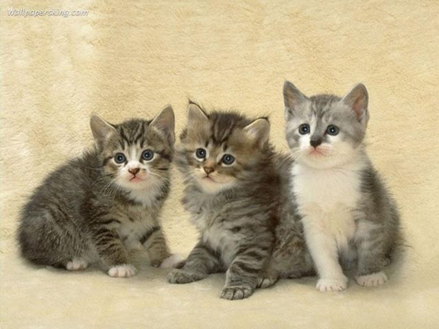отдам в хорошие руки очаровательных котят! отдам в хорошие руки очаровательных котят!