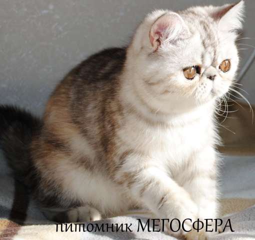 Экзотическая кошечка Экзотическая кошечка
