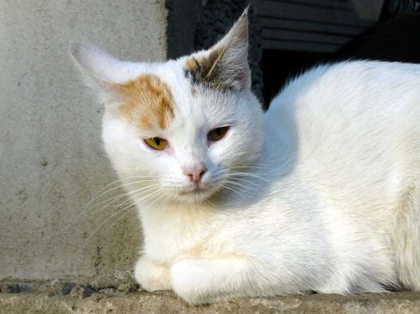 Кошечка Микка. Кошечка Микка.