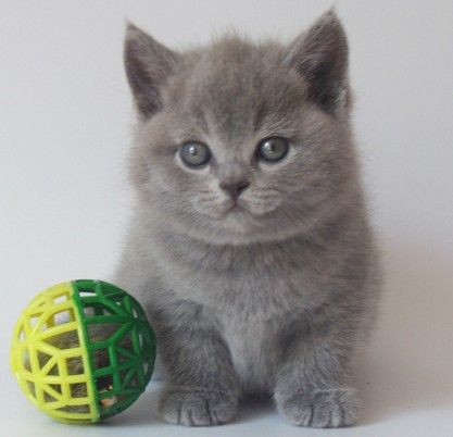 Породистые британские котята Породистые британские котята