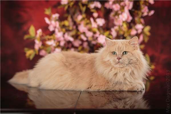 Сибирский кот приглашает на вязку Сибирский кот приглашает на вязку