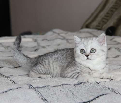 британские котята,кошечка британские котята,кошечка