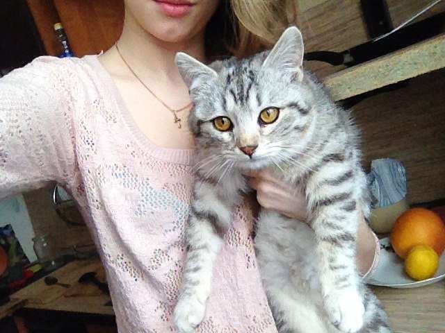 Отдам котика Отдам котика