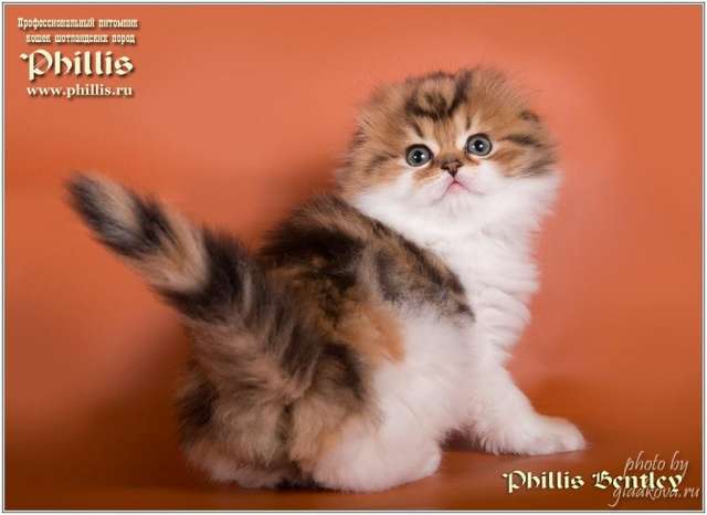 Шотландские котята Шотландские котята