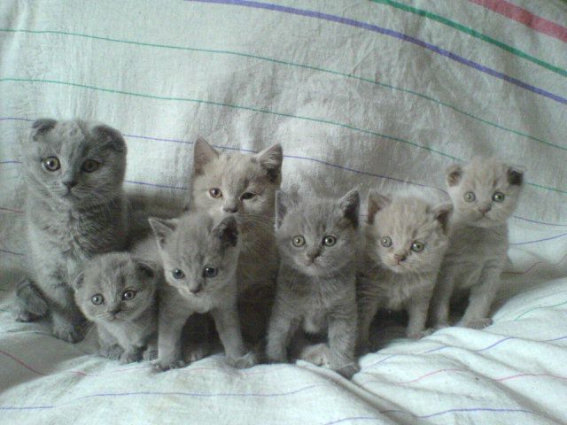 Котята Котята