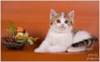 Котята для души и выставок Котята для души и выставок