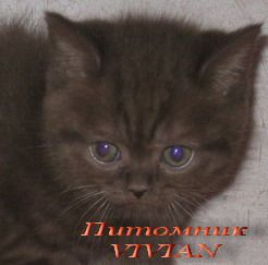 Британские котята.Питомник VIVIAN. Британские котята.Питомник VIVIAN.