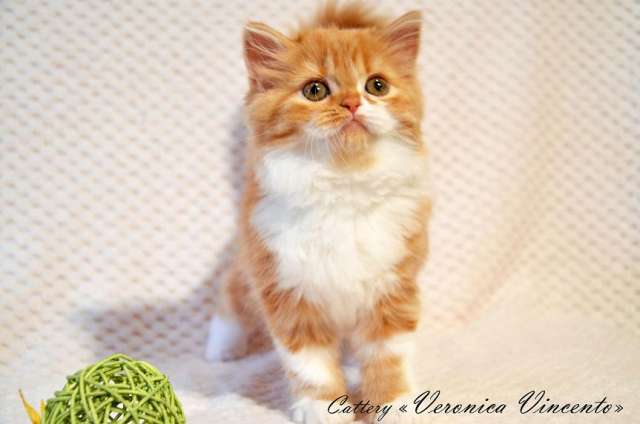 Шотландские котята Шотландские котята