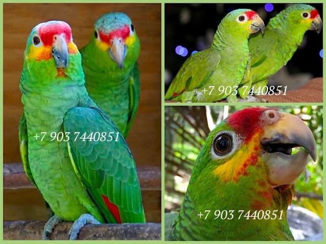 Краснолобый амазон (Amazona autumnalis) птенцы выкормыши из питомника Краснолобый амазон (Amazona autumnalis) птенцы выкормыши из питомника