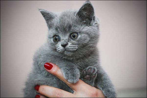 Британские котята Британские котята