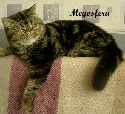 Экзотические короткошерстные котята Экзотические короткошерстные котята