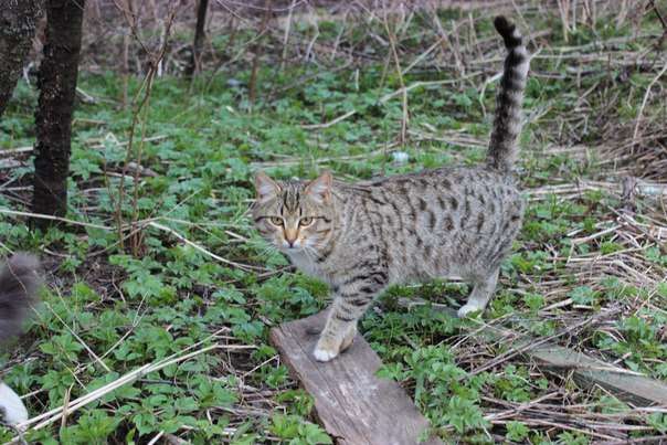 Полосатенький котик в добрые руки! Полосатенький котик в добрые руки!