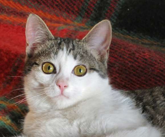 Котик Ирбис, можно просто Изя Котик Ирбис, можно просто Изя