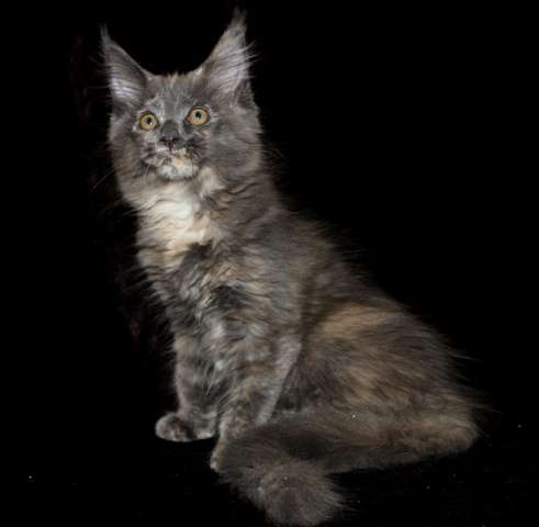 Котята мейн-кун Котята мейн-кун