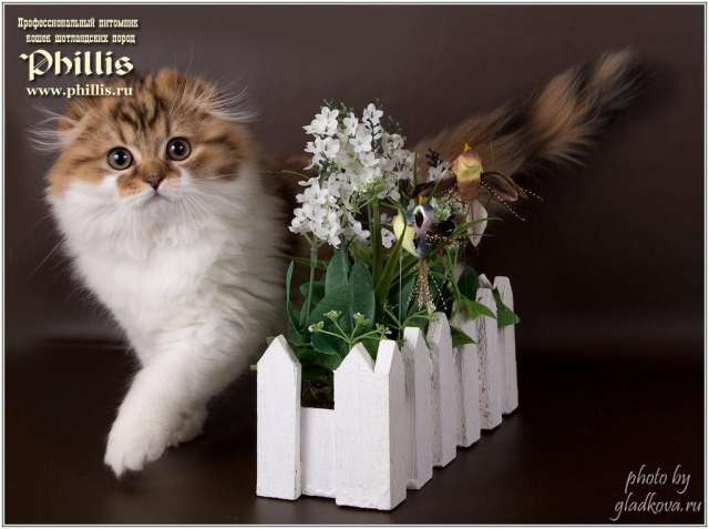 Прикольные котятки Прикольные котятки