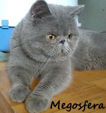Голубой плюшевый котик Голубой плюшевый котик