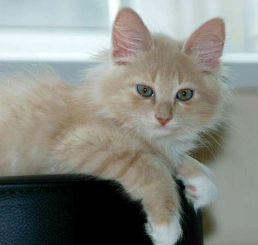 Котятки в добрые руки, 3,5 мес. Котятки в добрые руки, 3,5 мес.