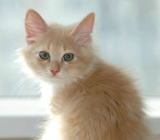 Котятки в добрые руки, 3 мес. Котятки в добрые руки, 3 мес.