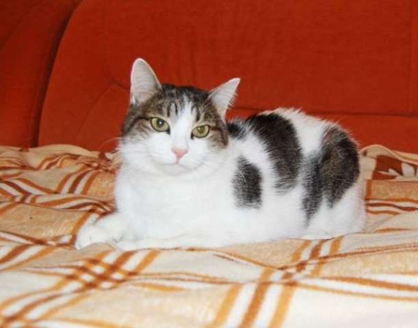 Дусенька - кошка из Дома Ветеранов Труда, в дар. Дусенька - кошка из Дома Ветеранов Труда, в дар.