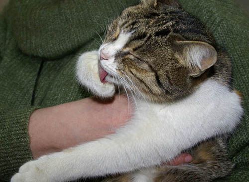 Кошка счастья ищет хозяев Кошка счастья ищет хозяев