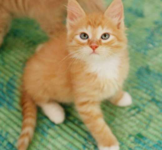 Котятки-малышата в дар, 3 мес. Котятки-малышата в дар, 3 мес.