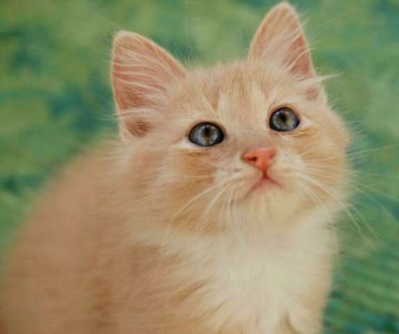 Котятки-бутузики в дар, 2,5 мес. Котятки-бутузики в дар, 2,5 мес.