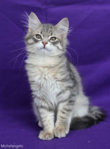 Сибирские котята Сибирские котята