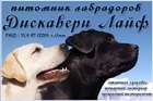щенки лабрадора с отличной родословной