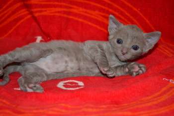 Элитные котята корниш рекса Элитные котята корниш рекса